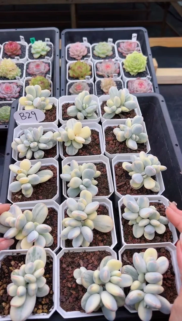 【闪购商品】B29 一颗乒乓福娘锦