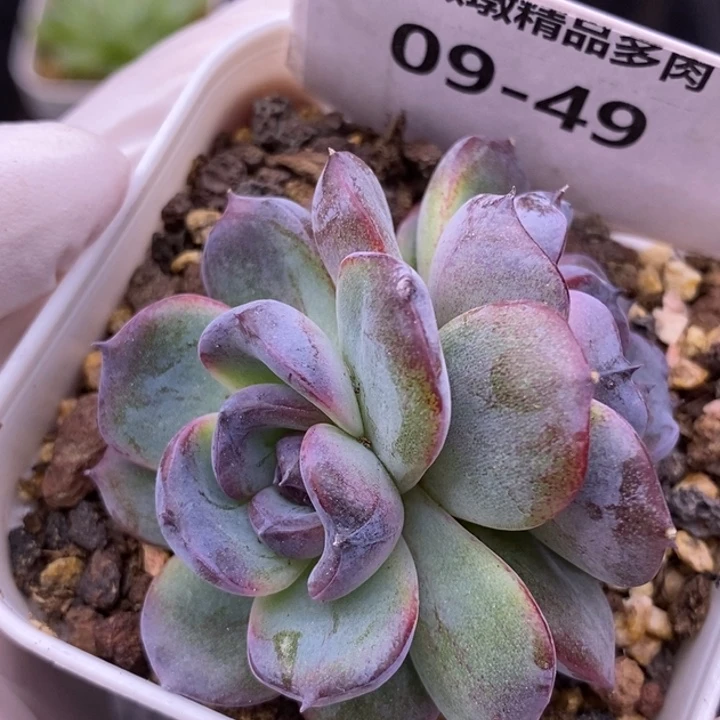 【闪购商品】09-49黑橙