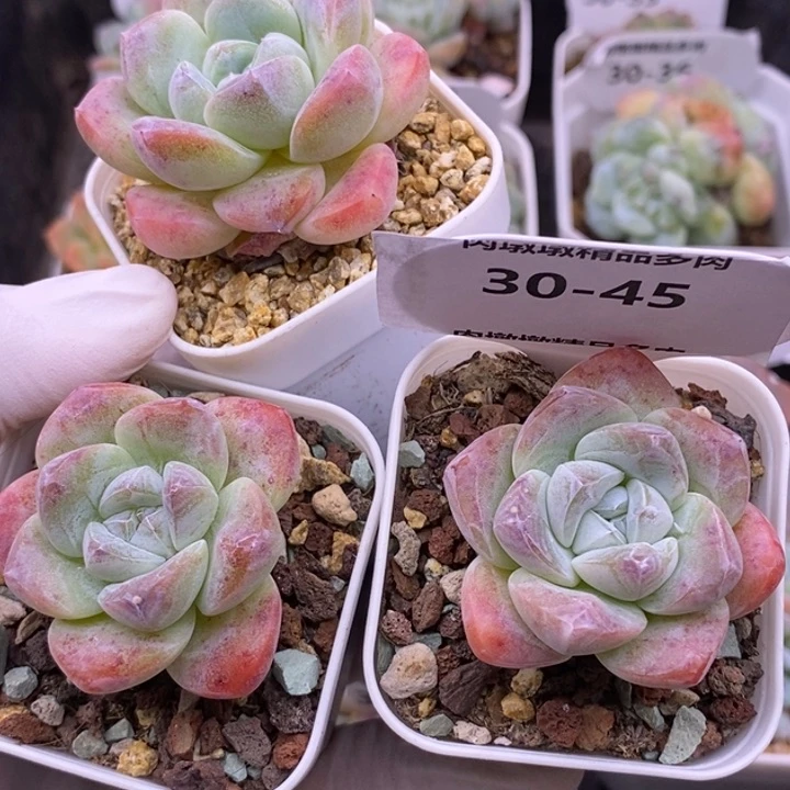 【闪购商品】30-45三颗冰玉