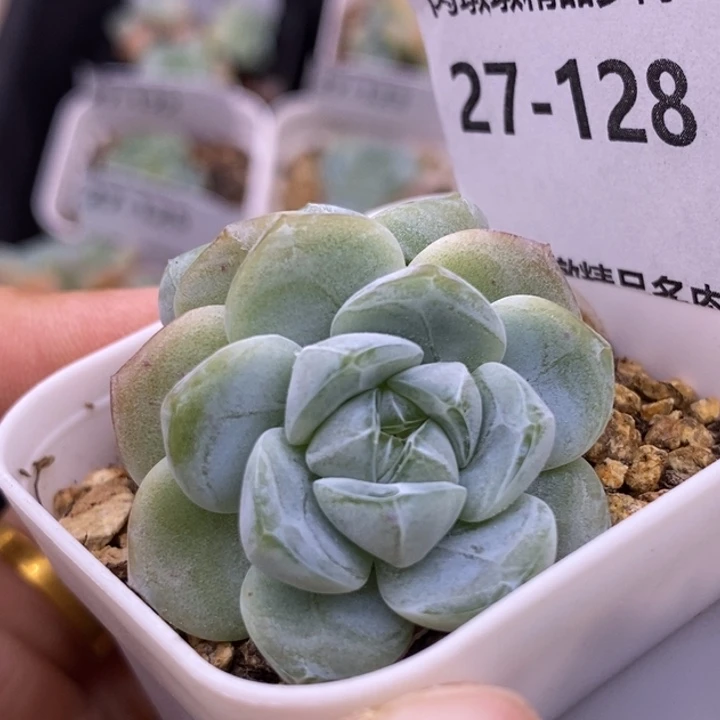 【闪购商品】27-128