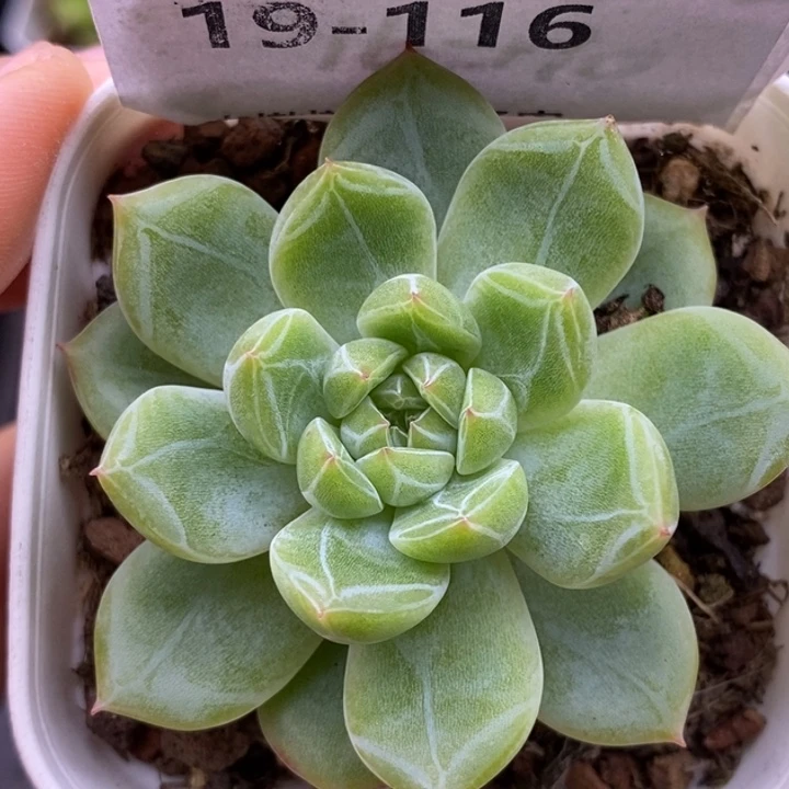 【闪购商品】19-116