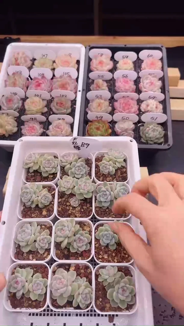 【闪购商品】B9太妃糖双头一颗