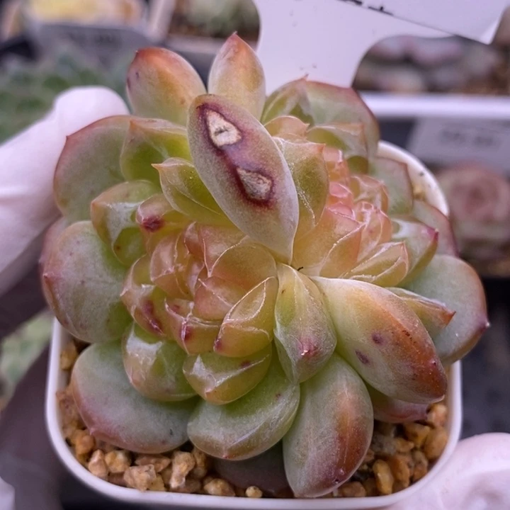 【闪购商品】23-94