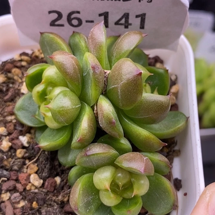 【闪购商品】26-141莱拉