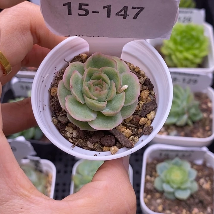 【闪购商品】潇*15-147