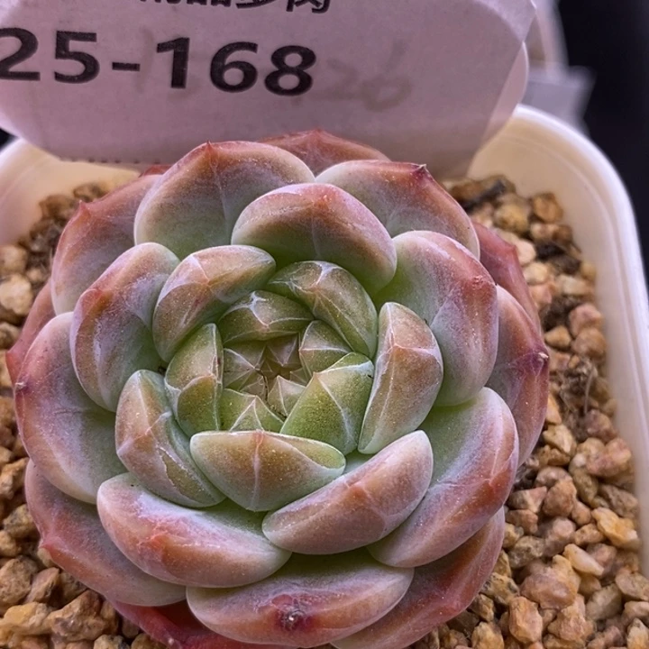 【闪购商品】25-168