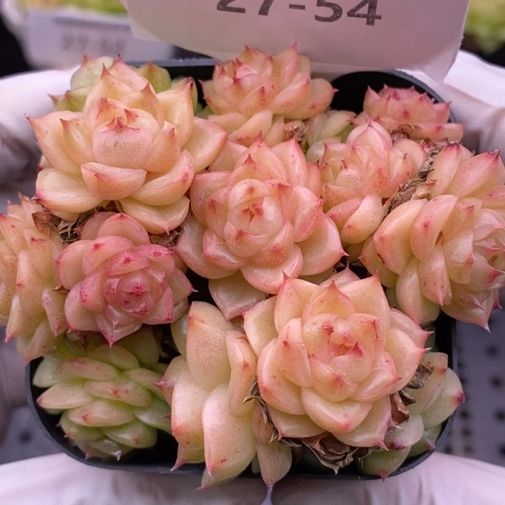 【闪购商品】27-54