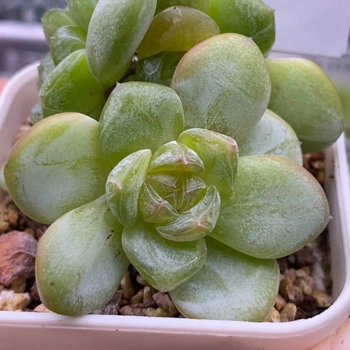 【闪购商品】25-116星星珍妮