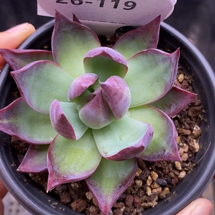 【闪购商品】26-119
