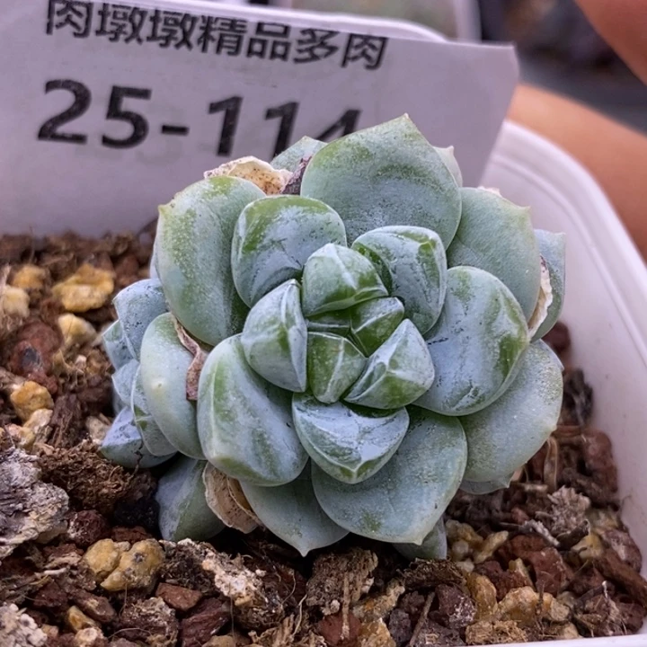 【闪购商品】25-114