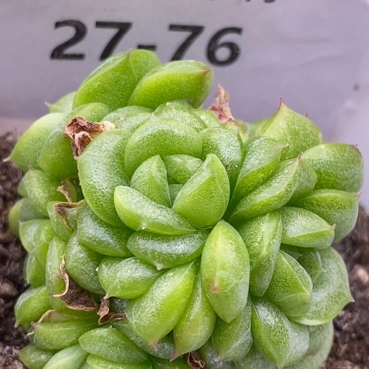 【闪购商品】27-76