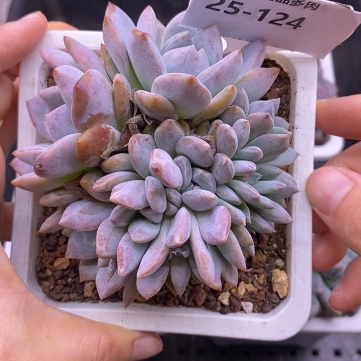 【闪购商品】夏**果25-124