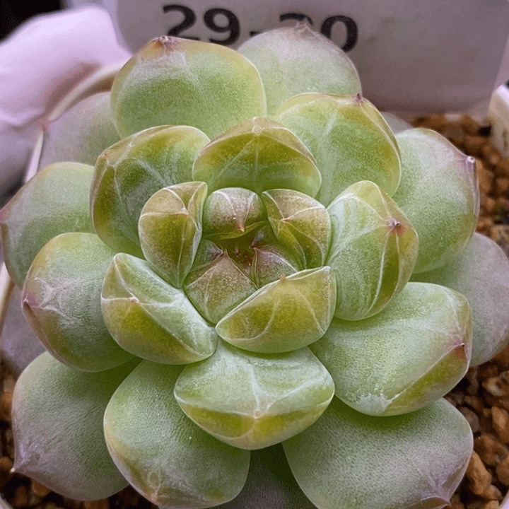 【闪购商品】29-20