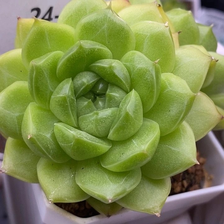 【闪购商品】24-22牛油果