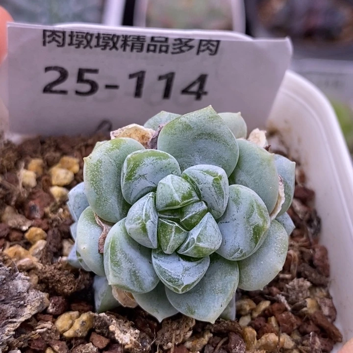 【闪购商品】25-114