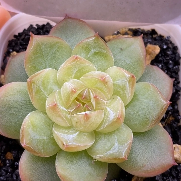 【闪购商品】29-108