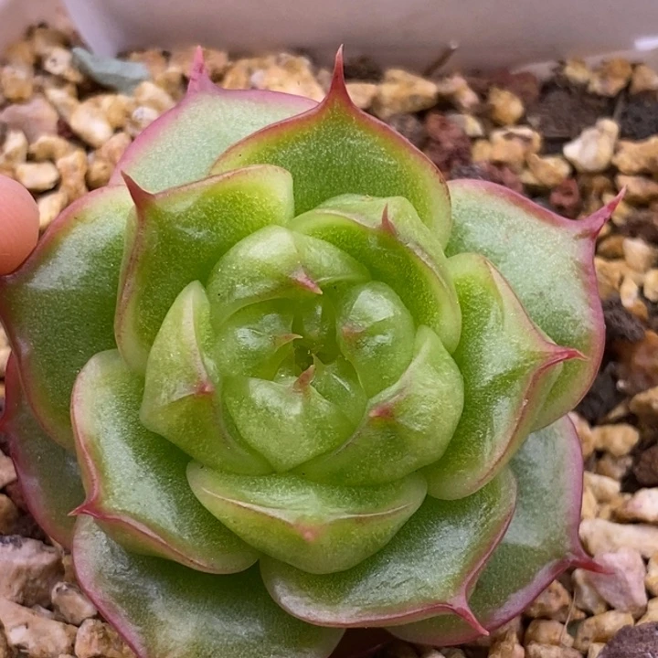 【闪购商品】24-89霓虹珍妮