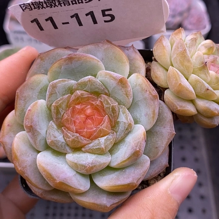 【闪购商品】11-115