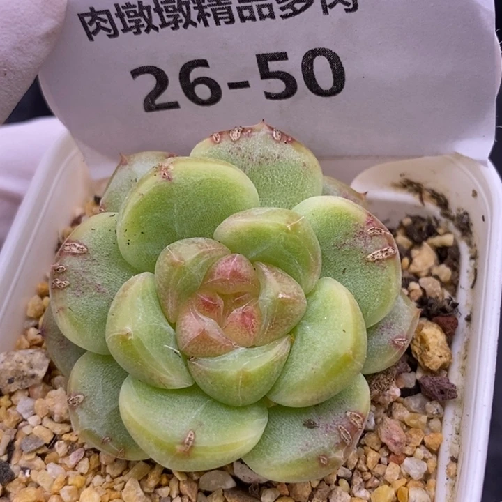 【闪购商品】26-50甜心