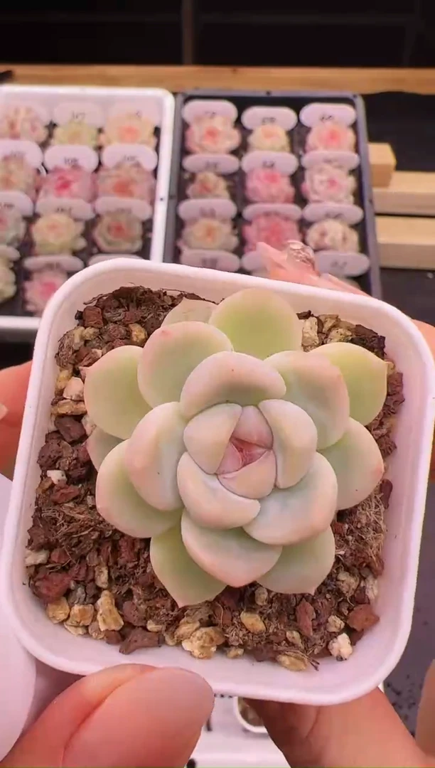 【闪购商品】B6太妃糖单头一颗