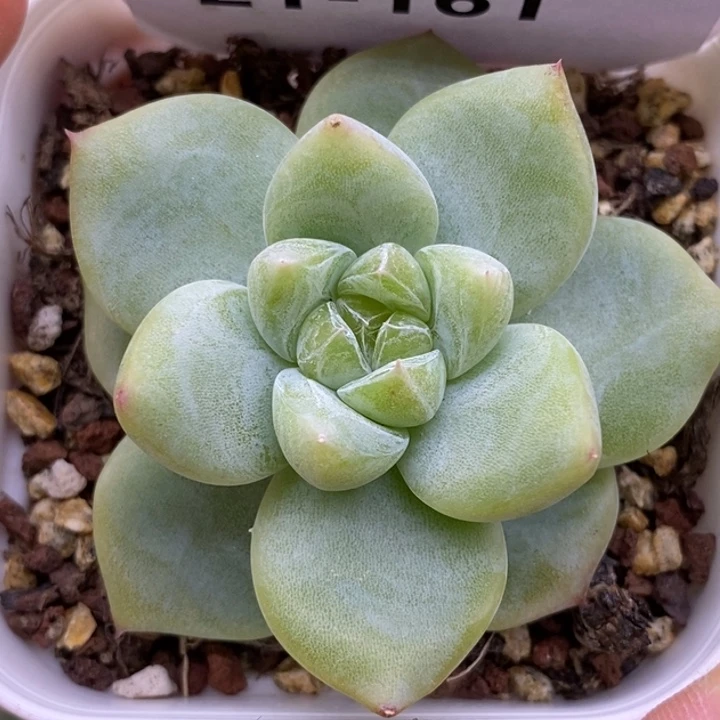 【闪购商品】21-161