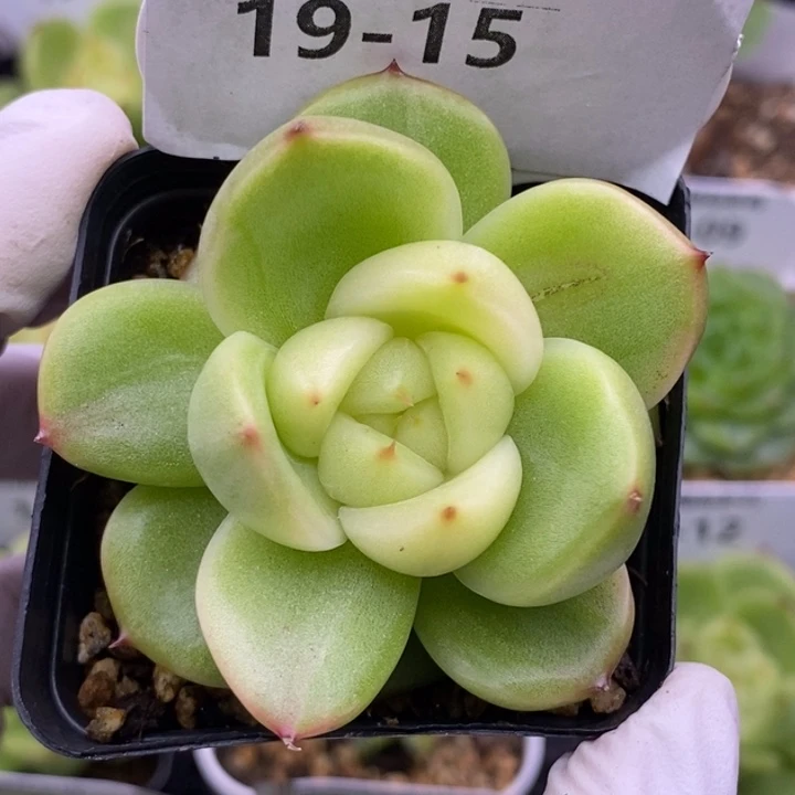【闪购商品】19-15