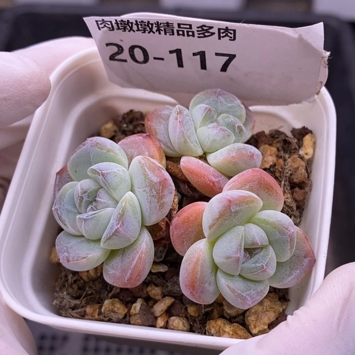 【闪购商品】20-117