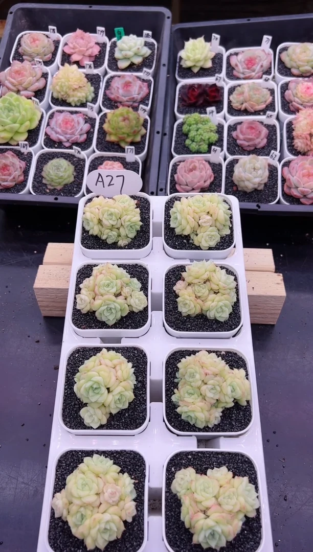 【闪购商品】A27一颗白天鹅麦秆群生