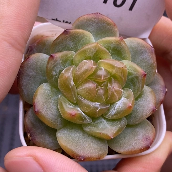 【闪购商品】30-101