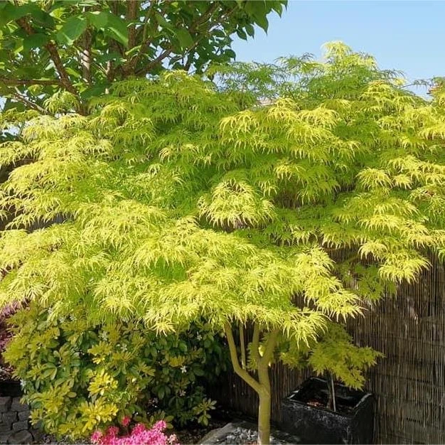 【青龙】流泉枫树园庭院阳台植物