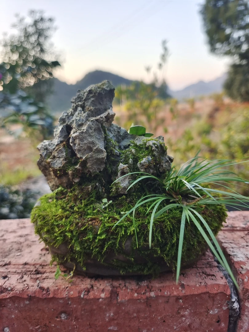 菖蒲盆景，虎须菖蒲，姬十二单，配英德石含盆