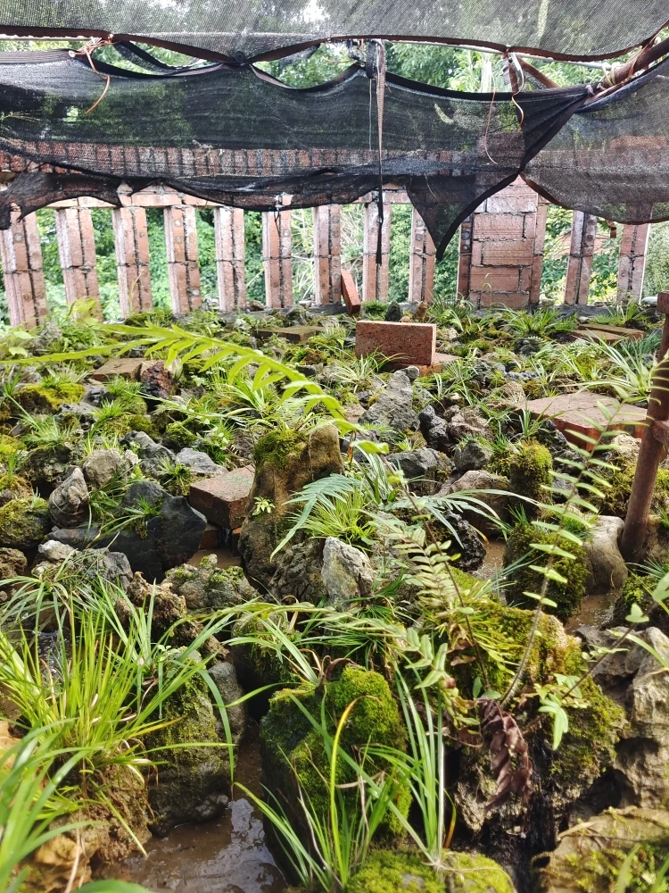 29.9附石菖蒲盲盒，随机发货，不挑不选，石头大约10-15厘米之间