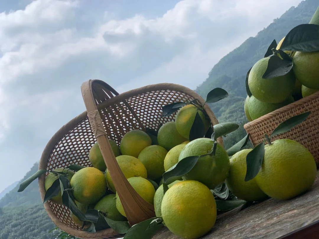 海南正宗琼中绿橙树上熟新鲜现摘现发精品礼盒装顺丰包邮皮薄