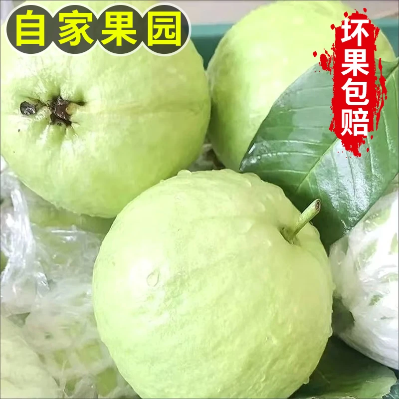 【自家果园】广西清甜脆口现摘现发芭乐白心番石榴珍珠芭乐3/5/8斤