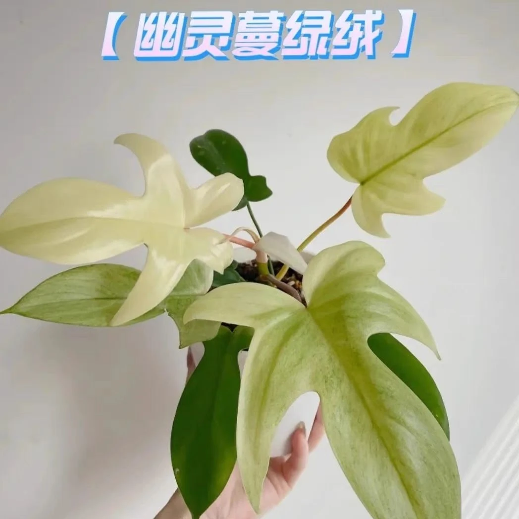 佛罗里达幽灵飞机蔓绿绒Floridaghost进口室内观叶绿植盆栽