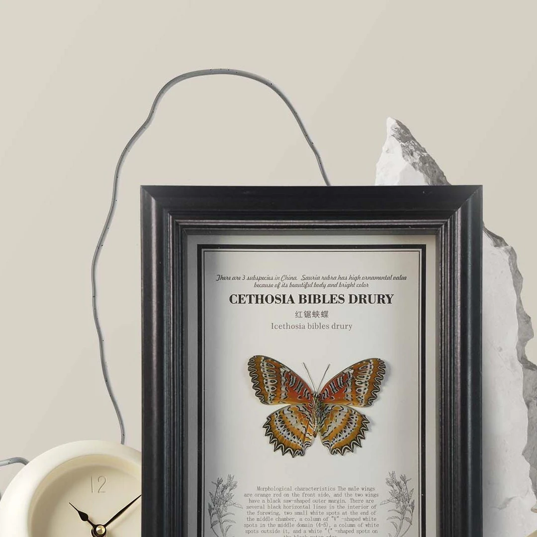 红锯蛱蝶 真蝴蝶标本 7寸玻璃相框