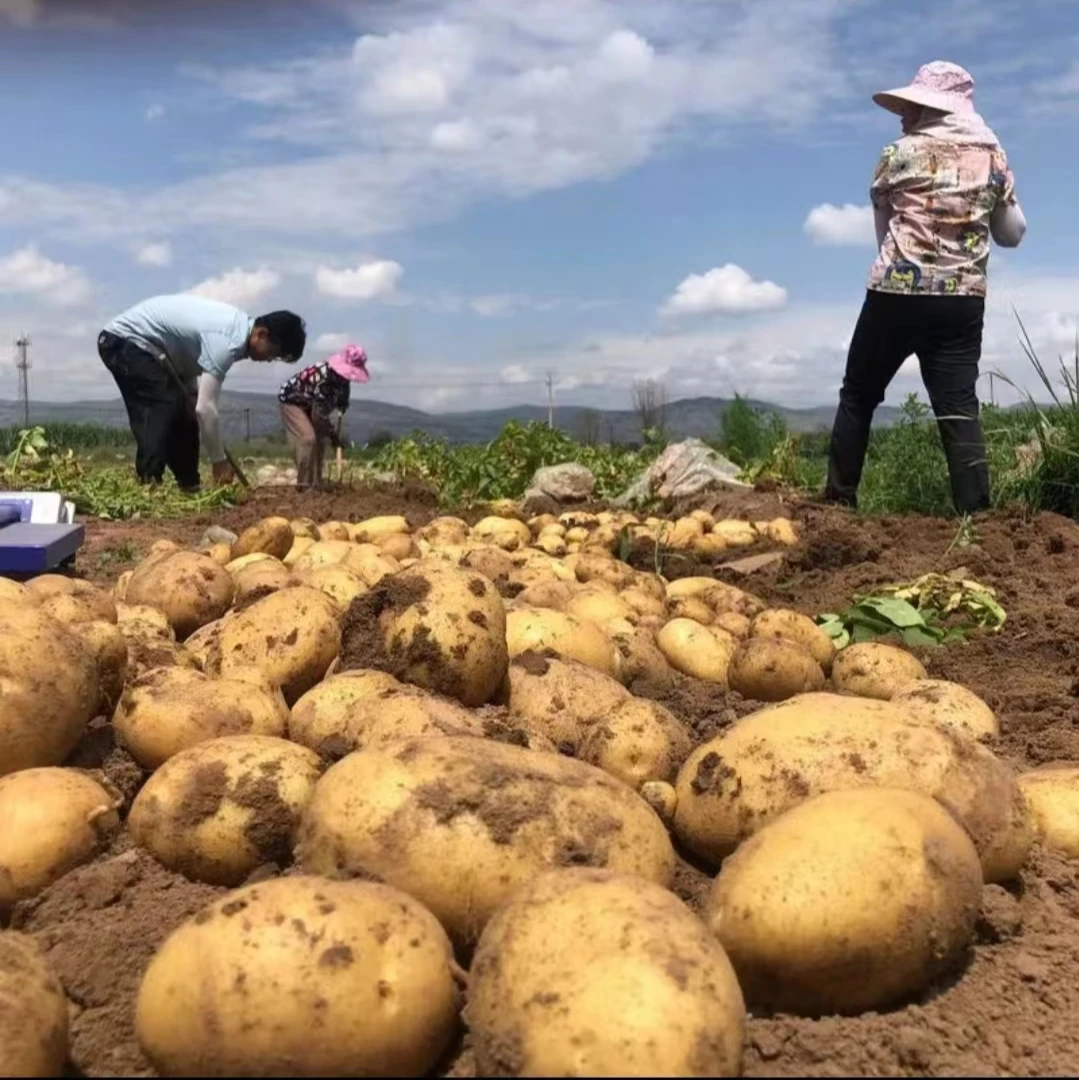 9斤贵州新鲜洋芋现挖高山黄皮黄心粉面土豆蒸煮好吃农家当季蔬菜