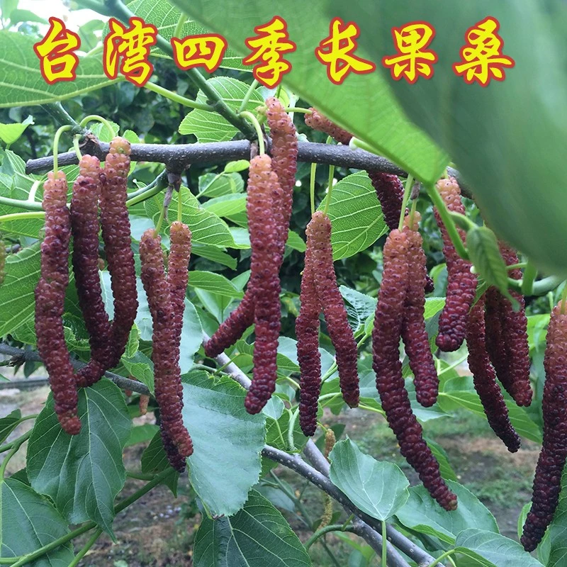 桑葚树苗果桑苗无籽大十桑葚苗台湾长果桑树苗四季果桑占地果