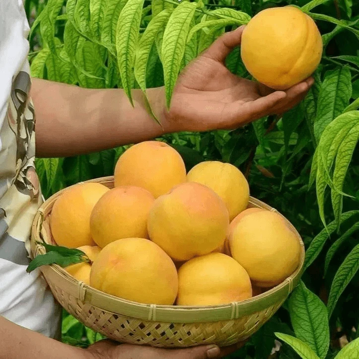 嫁接黄桃树苗盆栽晚熟果树冬桃树果苗南北方种庭院果树苗水蜜桃苗