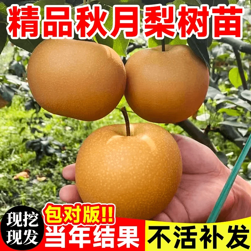 梨树果苗嫁接果树秋月梨黄金梨南北方种植盆栽地栽果树苗当年结果