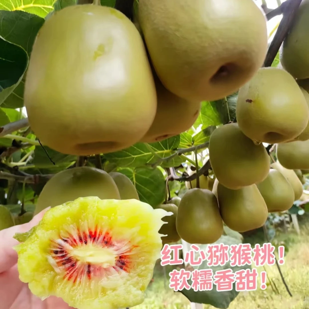 嫁接猕猴桃苗自花授粉南北方种植盆栽地栽当年结果红心猕猴桃树苗