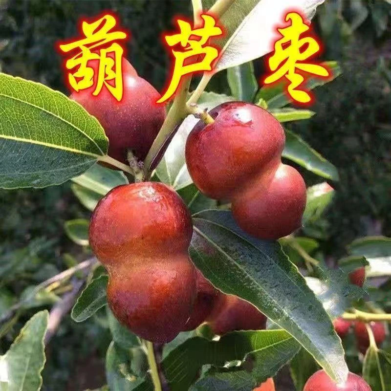 葫芦枣树苗活苗当年结果地栽枣子树苗南方北方种植枣树嫁接苗果树