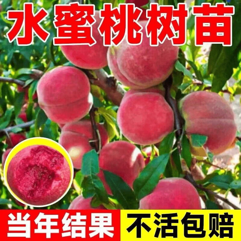 水蜜桃树苗冬桃树果苗嫁接地栽黄桃苗南北方种植盆栽果树当年结果