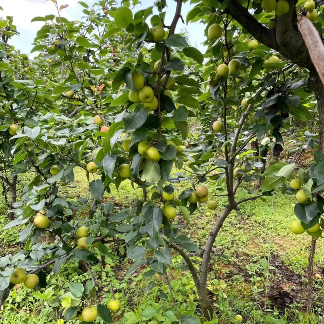 秋月梨树果苗果树嫁接苗圆皇翠冠黄金花梨子果树苗南北方盆栽种植