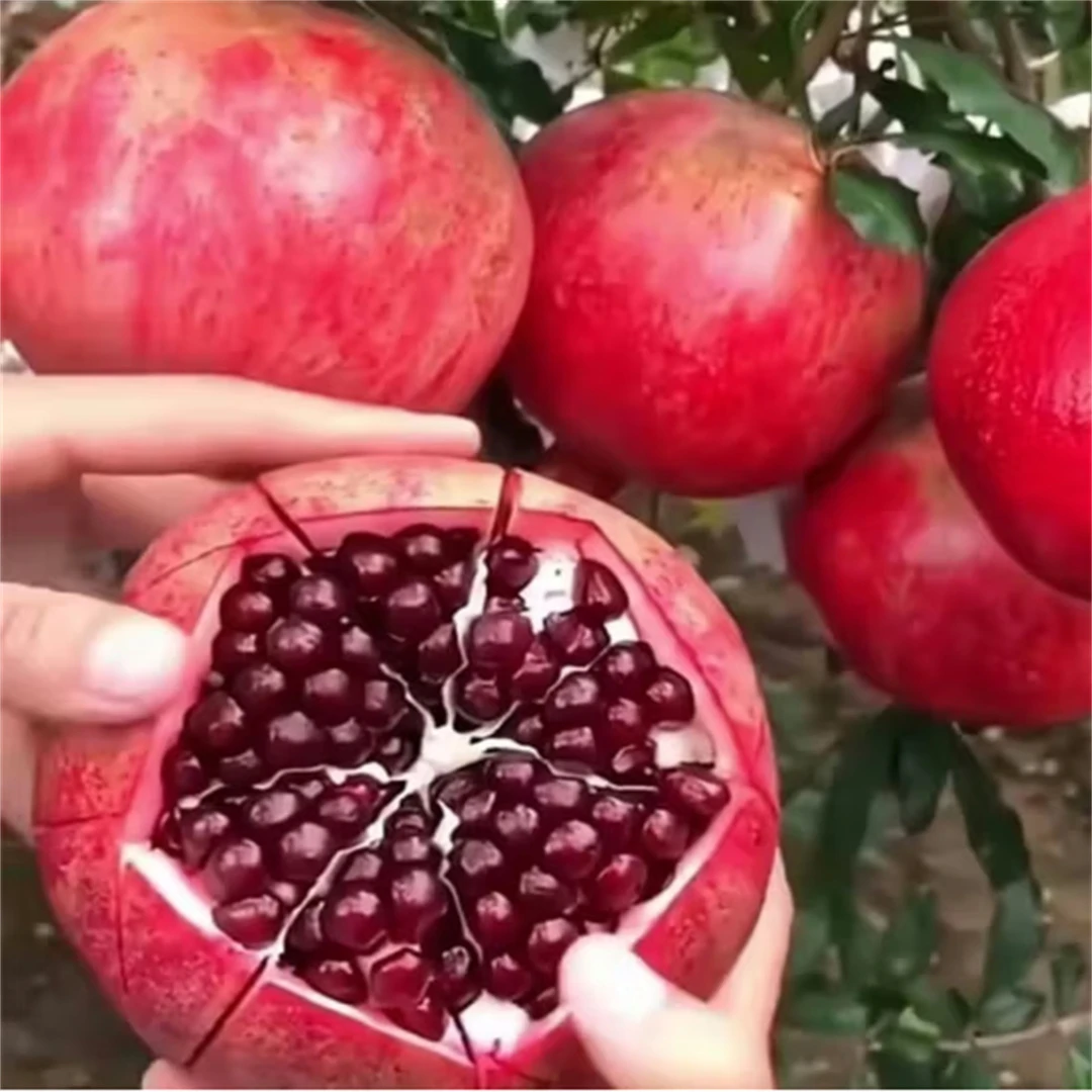 无籽石榴苗突尼斯软籽石榴树苗黑子石榴树果树南北方种植当年结果