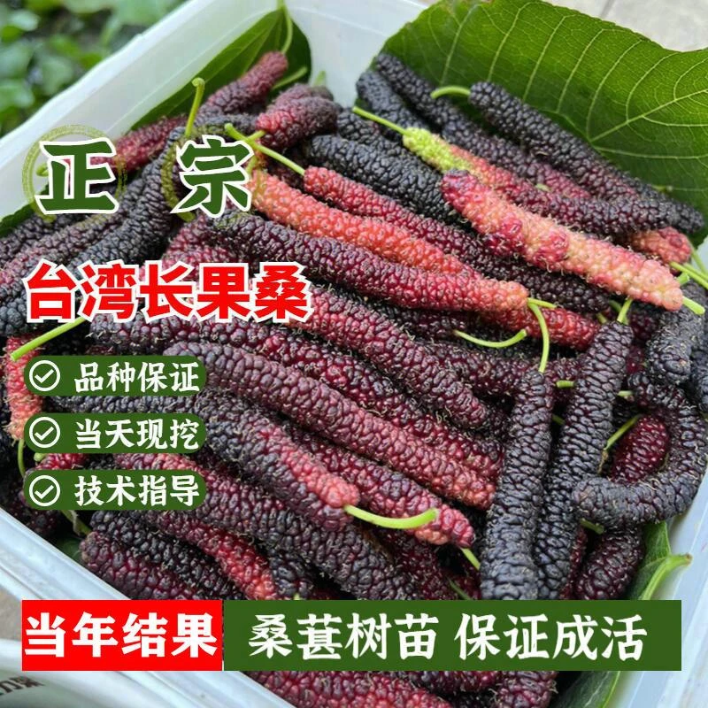 果树台湾长果桑苗桑葚树苗无籽黑桑果树苗四季种植当年结果苗