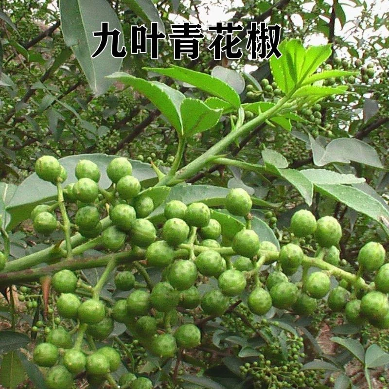新品种四川花椒树苗九叶青麻椒树苗盆栽地栽南方北方种植当年结果