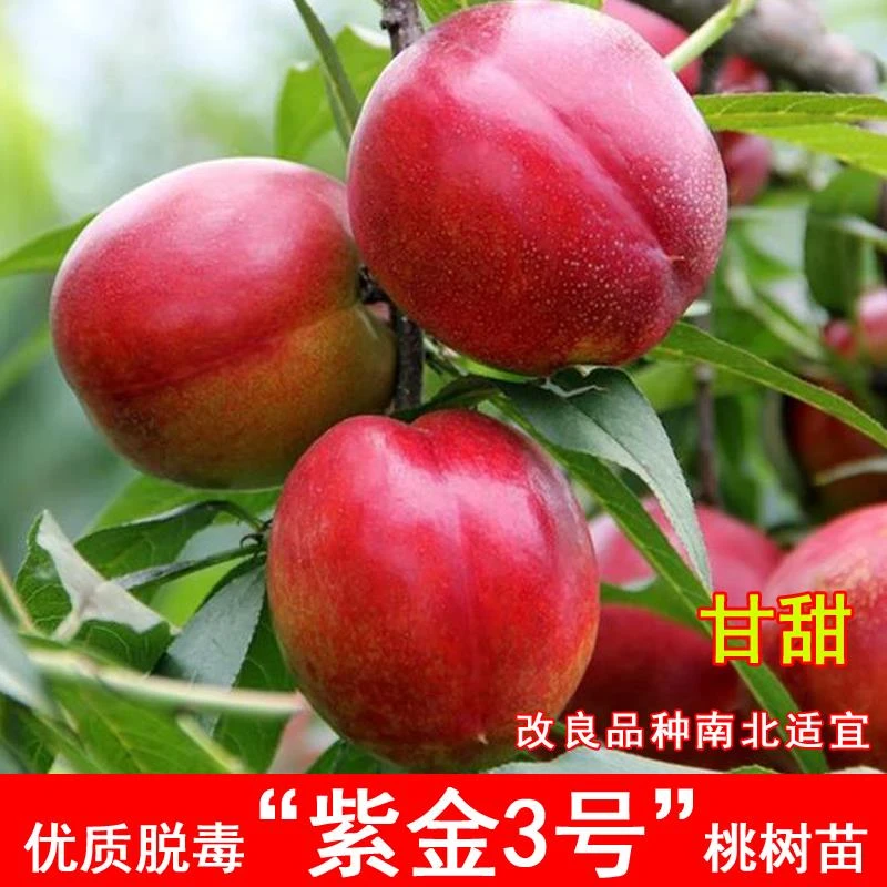 桃树果苗嫁接早熟油桃树苗紫金三号油桃苗庭院南北方种植当年结果