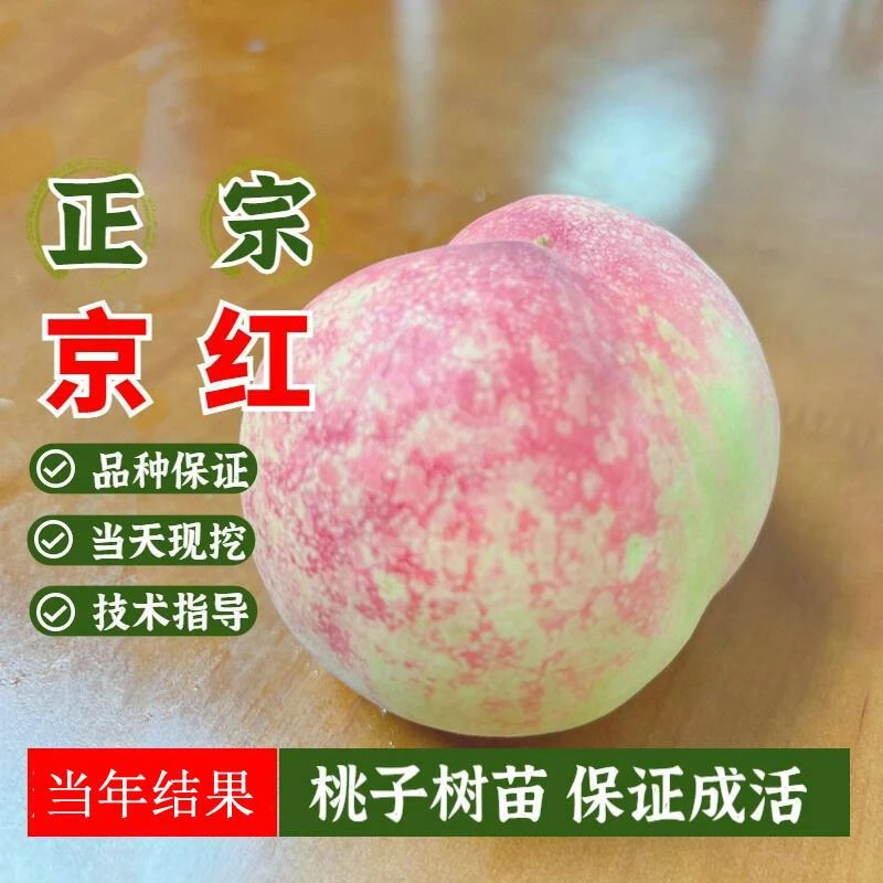 水蜜桃树果苗阳山奉化嫁接水蜜桃苗南北方种植盆栽果树苗当年结果