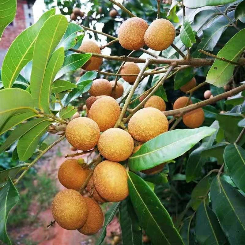 水果苗石硖龙眼苗四季阳台盆栽地栽嫁接果树苗南北方种植当年结果